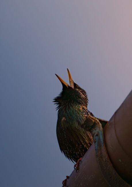 rain bird rain sensor manual
